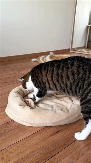 This DIY Cat Bed Looks Like A Cozy Dream!