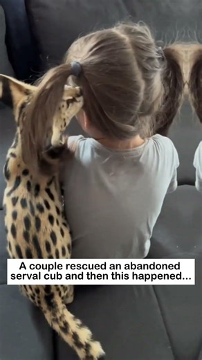 Serval cub rescue #lovestory #animals #wildliferescue #wildlife #rescue #cute#love #servalcats