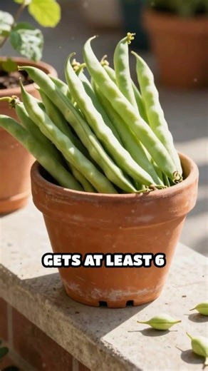 Grow Bush Beans Anywhere: Container Guide