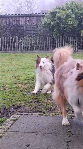 POV: You're being greeted by 2 Aussies