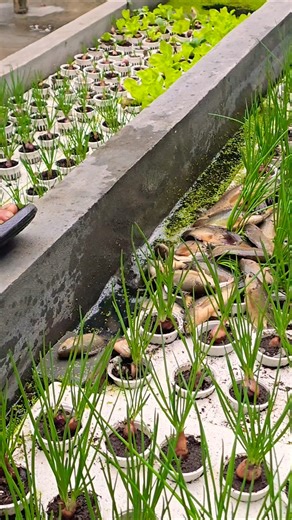 Raising Fish and Growing Green Onions Together #fish #shots