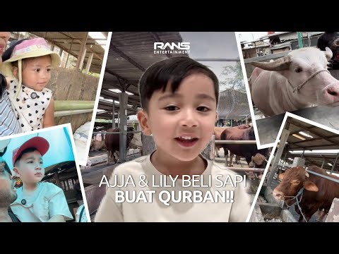 PERSIAPAN IDUL ADHA!! AJJA LILY PILIH SAPI & KERBAU WARNA PINK!!!