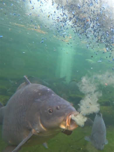 Fish Feeding Frenzy: Blue Maggots Galore!