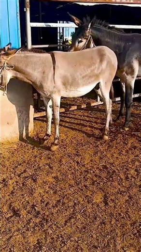 Funniest Donkey Ever Donkey Training the fun way 2107