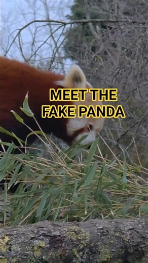 cute red panda habing a walk around #redpanda #redpandas