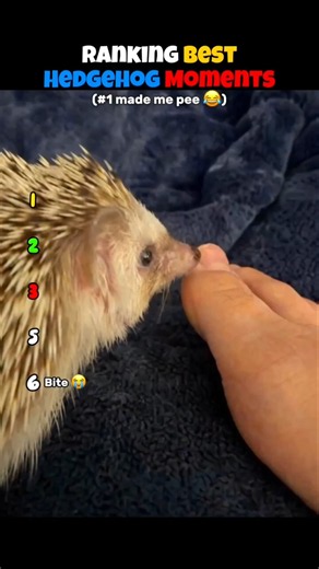 Ranking Best Hedgehog Moments 🦔 🤣