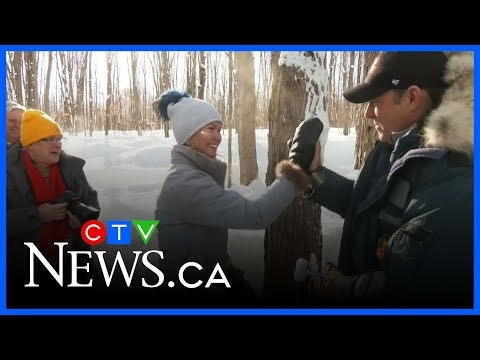 It's a sure sign of the maple syrup season - the ceremonial tapping of the tree.