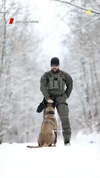 Belgian Malinois: The Most Powerful Military Dog In The World