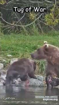 Explore.Org~Tug of War~9-29-26 #wildlife #nature #river #bear #birds #beautiful #wildanimals #bears
