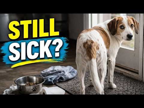 Chronic Diarrhea in Dogs (When It’s Not Just a Sensitive Stomach)