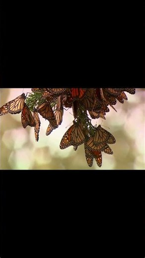 Butterfly Life Cycle 🦋✨