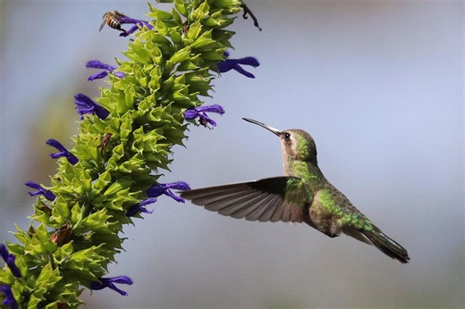 When do hummingbirds come to NJ? Check out this migration tracker