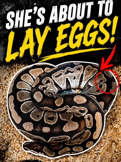 Our female ball python is showing all the signs that she’s about to lay her eggs! 🐍🥚 This is one of the most exciting moments in reptile breeding — the calm before new life begins. Watch closely as she coils around her nesting spot and prepares for egg laying! Will she lay tonight? 👀 #ballpython #snakebreeding #reptiles #python #snakes