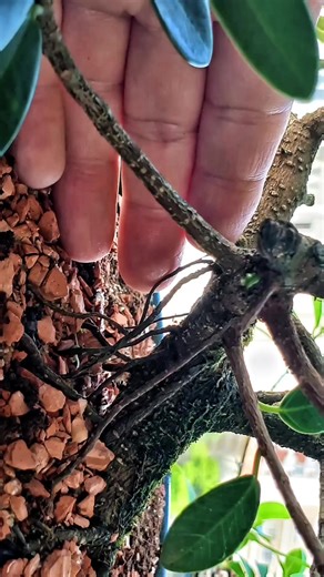 Achado no Ceagesp pre bonsai de Ficus Microcarpa #bonsai #feiradasflores #ceageap #bonsaideapartamento
