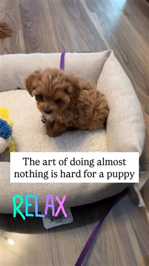 This affectionate Cavapoo is ready to join a California household built on patience, care, and connection. #CaliforniaDogs #CavapooLove #ResponsiblePetOwnership #FamilyDog | Cavapoo puppies for adoption near me