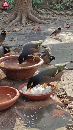 Birds Drink Water and Eat Boil Rice #trending #birds #tips #barbiekitchenvlogs