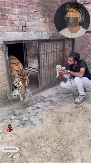 Mother Playing With Cubs ✨🐯❤️