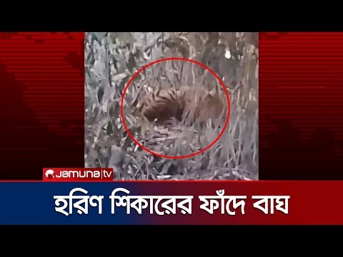 হরিণের জন্য পাতা ফাঁদে বাঘ আটকা; চলছে উদ্ধার অভিযান | Mongla Tiger Rescue | Jamuna TV