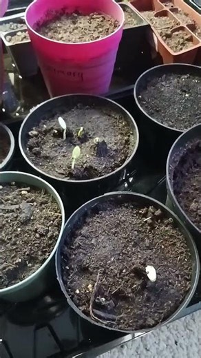 Starting seeds with 100% Peat Moss