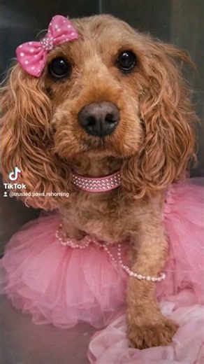 Haven is a 5 year old spayed female cavapoo who weighs 33 pounds. #love #shorts #viral #cute #adopt