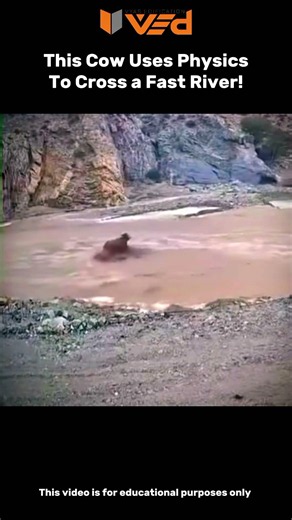 This Cow Outsmarts a Fast River Using Physics! 🐄🌊 #shorts