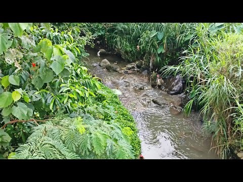 Brain-melting river sounds, bird sounds [study, work, sleep, meditation, relaxation, ASMR]