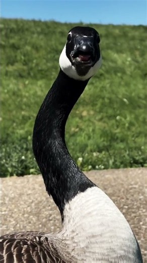Amazing Birds You Won’t Believe Exist! 🐦🤯