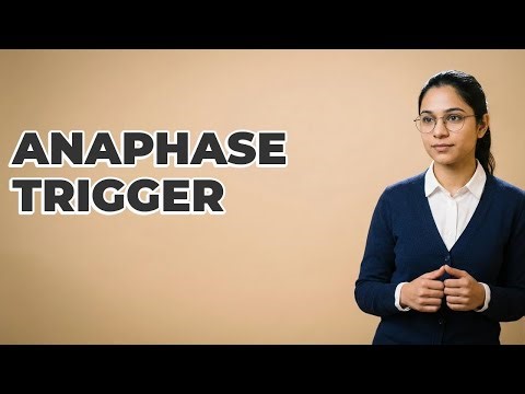 What Mechanism Triggers Sister Chromatid Separation In Anaphase?