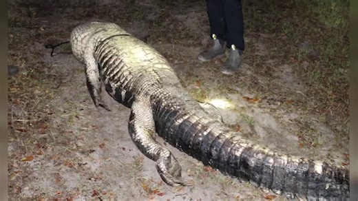 Officials kill gator responsible for deadly attack of 61-year-old