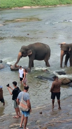 Human-elephant relationships #elephant #wildliferescue #viralvideos #animals #pinnawala #travel #f1