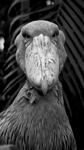 Birds Are Cool. 🐦