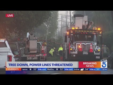 Massive tree falls, threatening power lines in San Fernando Valley neighborhood