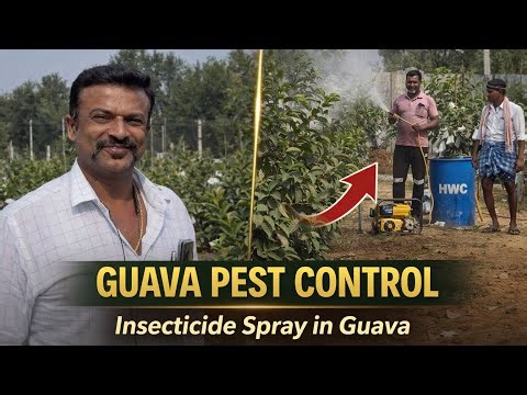 Guava Insecticide Spraying | Pest Control Method for Healthy Guava Plants 8088032513