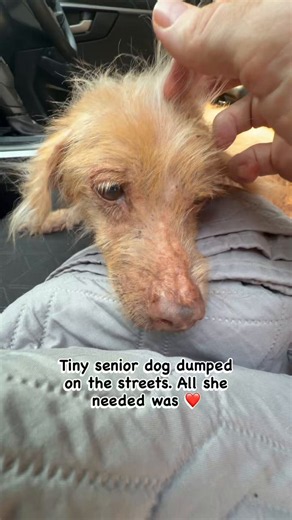I’ll never forget the tiny size of Dolly Parton when we picked her up on the streets. I’ve no idea how she survived alone. To see her now with her family enjoying the beach and feeling loved and looking healthy is a thing of beauty. Her little heart must be so happy ❤️