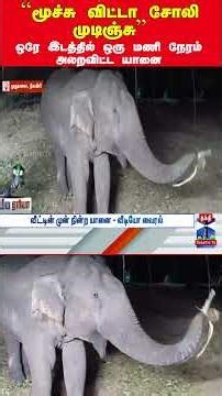 elephant | nigiri | mudhumalai | thanthitv