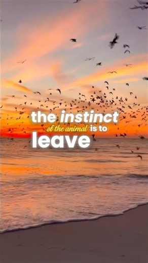 The Scary Reason Aliens are Leaving Earth #ufo #aliens #uap #extraterrestrial #spacemysteries