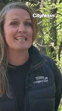 Two orphans Grizzly Bear cubs introduced at Calgary Zoo