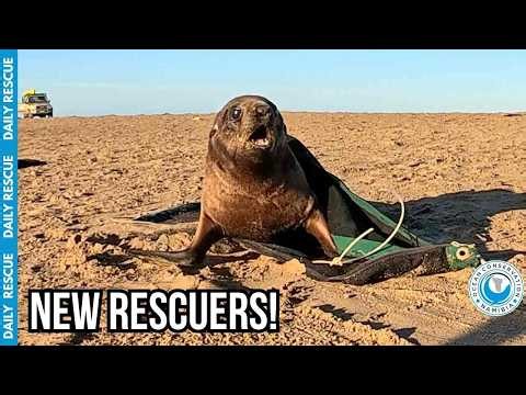 When Other Rescue Teams Join OCN, More Lives Get Saved!