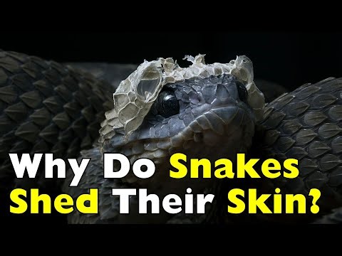 Why Snakes Must Shed Their Skin to Survive [ID0829]
