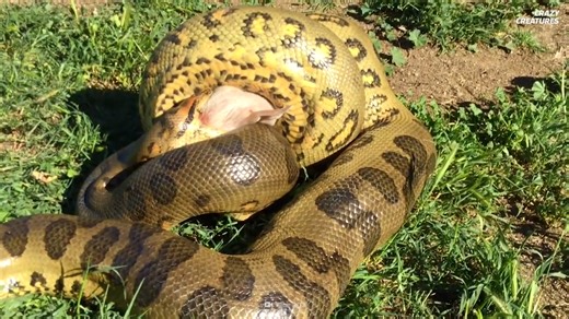 Watch what happens when a snake swallows prey bigger than its own body