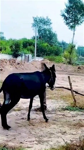 Funniest Donkey Ever Donkey Training the fun way 173