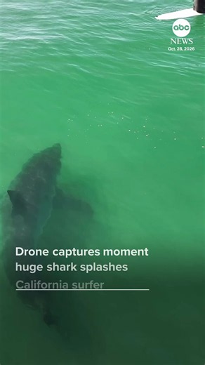 Morkie on X: "Imagine paddling out for a peaceful surf session and suddenly seeing THIS beneath you. A massive great white shark approached surfers near Oceano, California, before splashing one with its tail. The entire encounter was caught on drone footage. Somehow, the surfers stayed remarkably calm! 🦈 https://t.co/pjgECdyGnY" / X