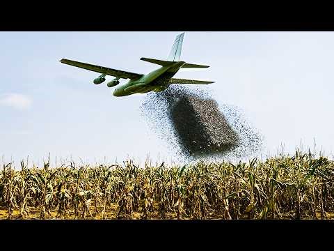 U.S Released Something That Devastates Cornfields Across the USA — U.S. Plan Comes At A Cost