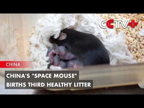 China's "Space Mouse" Births Third Healthy Litter