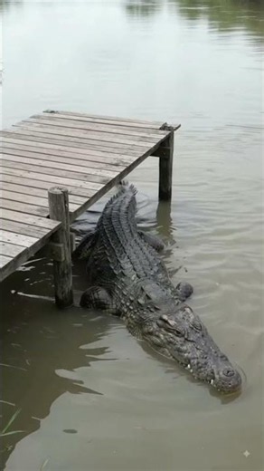 Gigantic Crocodile Spotted Hiding Beneath Wooden Dock 🐊😱