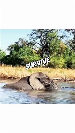 Even an Elephant Can Fall to Venom