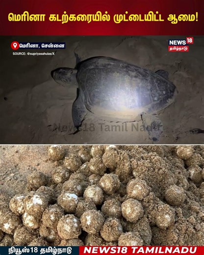 Turtle Laying Eggs | மெரினா கடற்கரையில் முட்டையிட்ட ஆமை! | N18S