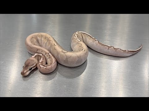Wilbanks便ボールパイソン紹介ライブ🐍【渋谷松濤爬虫類】