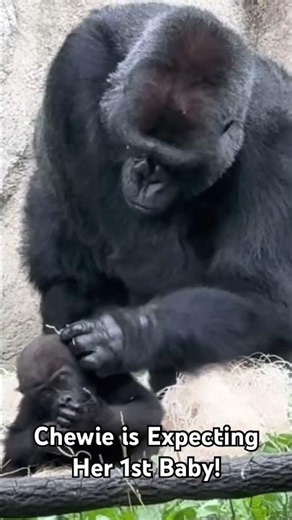 Chewie is Expecting Her Very First Baby!