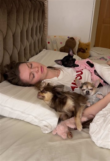 Наша вечерняя рутина 🐶✨♥️. #чихуахуа #chihuahua #dog | dog